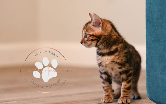 Bengal kitten for sale